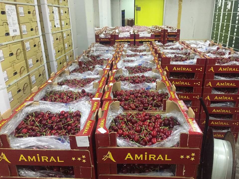 Meyve Taşımacılığı